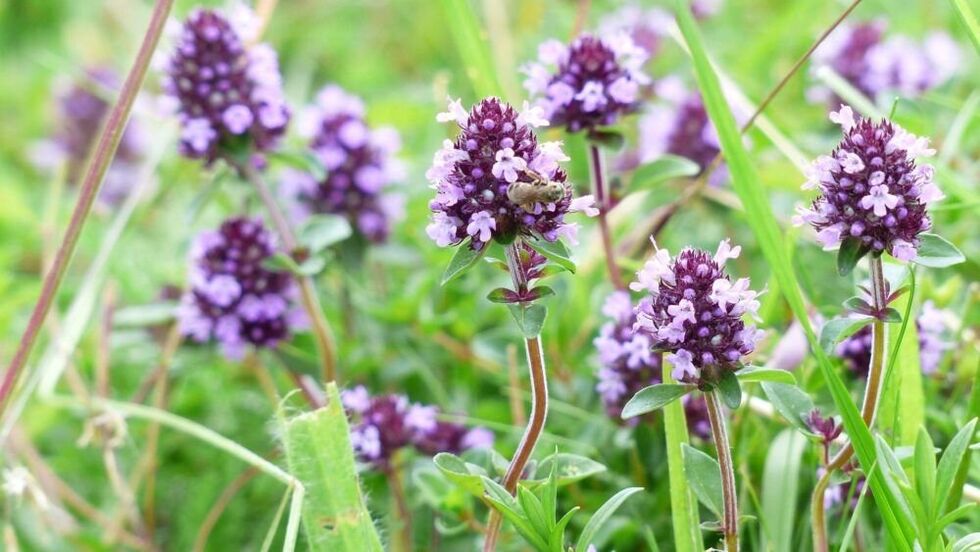 tijmkruid voor penisvergroting