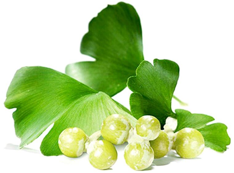 Ginkgo biloba-bladeren verbeteren de bloedcirculatie in de weefsels van de penis